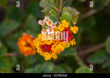 Plan macro d'un amas de fleurs de Lantana montrant une belle transition de pétales du rose pâle à l'orange vif et au rouge. Banque D'Images