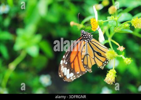 Gros plan d'un papillon Danaus Genutia (Tigre commun) collectant Nectar sur Bidens Albas Banque D'Images