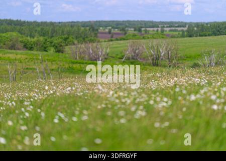 Un paysage paisible et pittoresque avec des fleurs sauvages vibrantes qui fleurissent dans des prairies luxuriantes sous un ciel bleu clair Banque D'Images