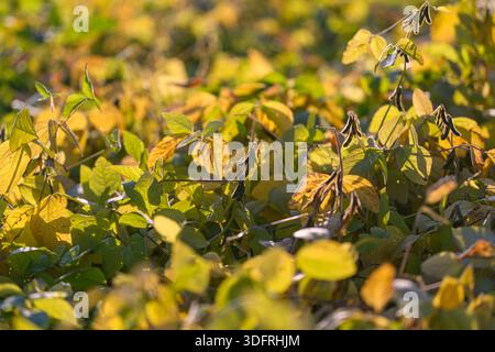champ de soja prêt pour la récolte avec des tons chauds d'automne, composition expansive à faible angle, feuillage et gousses stratifiés, cadre de remplissage de plantes matures, rural Banque D'Images