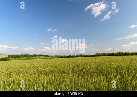 Un paysage serein et pittoresque avec un champ doré luxuriant s'étendant magnifiquement sous un ciel bleu clair Banque D'Images