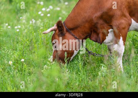 Dans un pré serein et pittoresque, une vache brune pèle tranquillement sur l'herbe verte luxuriante et vibrante Banque D'Images