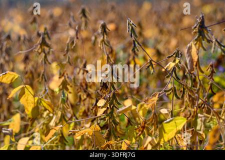 champ de soja doré avec gousses sèches, vastes rangées de plantes matures à la fin de l'automne, lumière dorée chaude, faible profondeur de champ, jaunissement des feuilles et br Banque D'Images