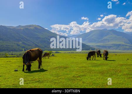 Plusieurs vaches et veaux adultes paissent paisiblement dans une prairie verdoyante au Kirghizistan. Les collines et les montagnes créent une toile de fond naturelle sereine sous un ciel bleu vif. Banque D'Images