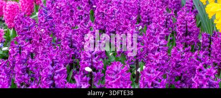 Jacinthes multicolores de fleurs violettes et roses sur le parterre de fleurs à Keukenhof, pays-Bas Banque D'Images