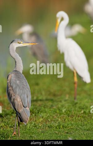 Héron gris (Ardea cinerea), immature perché dans un pré, Italie, Toscane Banque D'Images