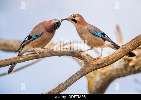 jay, jay eurasien (Garrulus glandarius), deux Jay facturant sur une branche, Maroc Banque D'Images