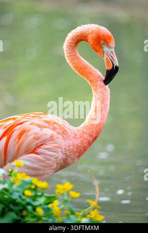 Grand flamant rose, flamant rose américain, flamant rose des Caraïbes (Phoenicopterus ruber ruber), debout à un étang, portrait Banque D'Images