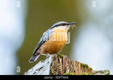 Noix, écoutille en bois, écoutille eurasienne (Sitta europaea), perchée sur du bois avec un insecte capturé dans le bec, Allemagne, Bavière Banque D'Images