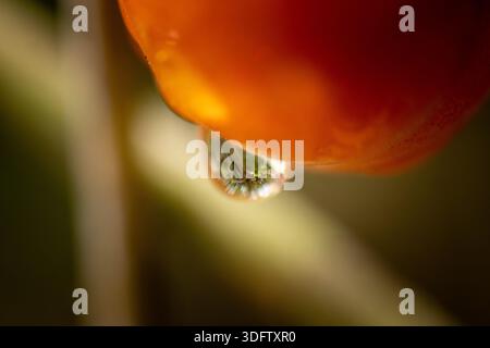 Photo macro extrême d'une goutte de rosée claire suspendue sur une tomate rouge. Réflexion détaillée à l'intérieur de la gouttelette avec un beau fond bokeh doux. Banque D'Images