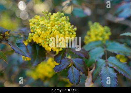 Les fleurs jaunes de Mahonia aquifolium fleurissent sur un arbuste au début du printemps. Concept de beauté botanique saisonnière, aménagement paysager de jardin naturel, et spr frais Banque D'Images