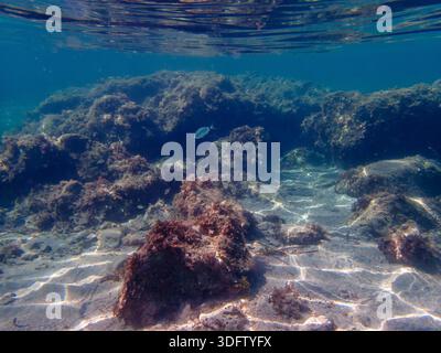 Image sous-marine de petits poissons nageant dans des eaux cristallines claires et peu profondes avec la lumière du soleil se reflétant sur le fond marin Banque D'Images