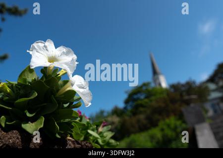 Vue rapprochée de délicats pétunias blancs en pleine floraison, sur un ciel bleu éclatant et la silhouette floue d'un clocher d'église et d'un vert luxuriant Banque D'Images
