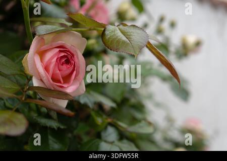 Une vue rapprochée d'un seul bouton de rose avec des pétales serrés, entouré de feuilles vert foncé et un fond légèrement flou Banque D'Images