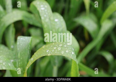 Gros plan des gouttes de rosée cristalline du matin sur des feuilles de blé vertes éclatantes dans un champ agricole luxuriant après la pluie Banque D'Images