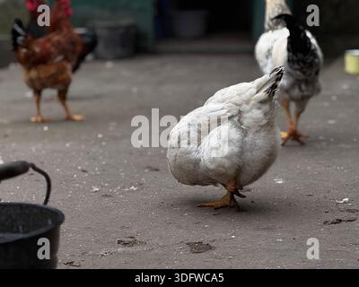 Charmants poulets d'arrière-cour errant sur le terrain de la cour de ferme Banque D'Images