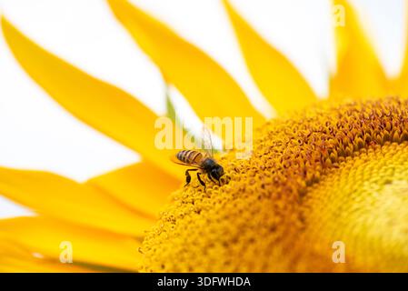 Bee est assise sur une fleur jaune. La fleur est jaune et a beaucoup de pétales Banque D'Images