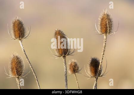 Gros plan de têtes de teasel épineuses sur des tiges minces, baignées d'un rétro-éclairage doré chaud. Une scène naturelle, rustique, texturale idéale pour la nature, botanique, Banque D'Images
