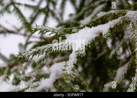 Arbre de Noël. Branches de pin écossais dans la neige. branches d'un conifère enneigé. gros plan. arbre dans la forêt d'hiver. arrière-plan naturel. spri Banque D'Images