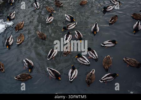 Canards en milieu urbain. Différents canards nagent sur l'eau Banque D'Images