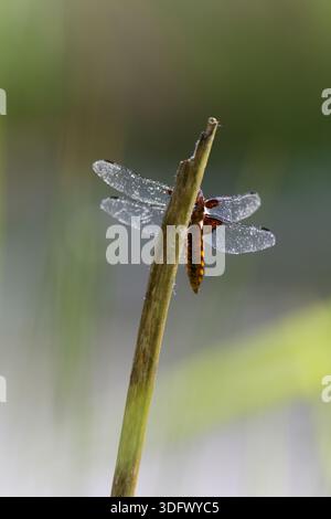 Macro rétro-éclairée d'une libellula Chaser au corps large (Libellula depressa) perchée sur une plante, ailes couvertes de rosée scintillante du matin Banque D'Images