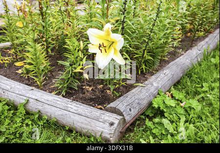 Belle grande fleur de lilia, gros plan. Fleur Lilly blanc jaune fleur Banque D'Images