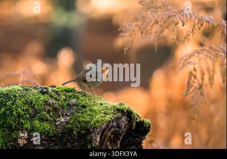 Robin adulte (Erithacus rubecula) perché sur une souche d'arbre couverte de mousse. Forêt de Dean Gloucestershire Angleterre Royaume-Uni. Décembre 2025 Banque D'Images