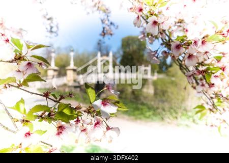 Victoria Foot Bridge Hereford a ouvert ses portes en 1898, avec Cherry Blossom boarder, Herefordshire Angleterre, Royaume-Uni. Avril 2025 Banque D'Images