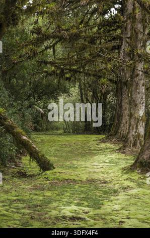 Forêt verte mystique du Brésil, sol mousseline Banque D'Images