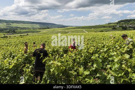Tincourt, France - 9 juin 2017 : ouvriers dans le vignoble de Tincourt près d'Epernay dans le quartier Champagne Vallée de la Marne en France Banque D'Images