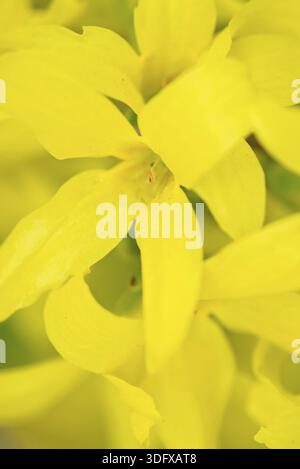 Photo macro de Forsythia en fleurs. Fond de printemps avec des brunchs d'arbre de fleurs jaunes. Faible profondeur de champ Banque D'Images
