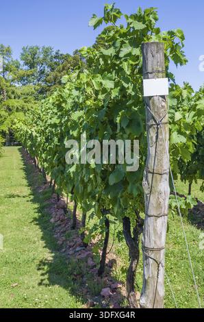 Vignoble de raisins dans les Canelones en Uruguay, un vin d'uruguay Banque D'Images