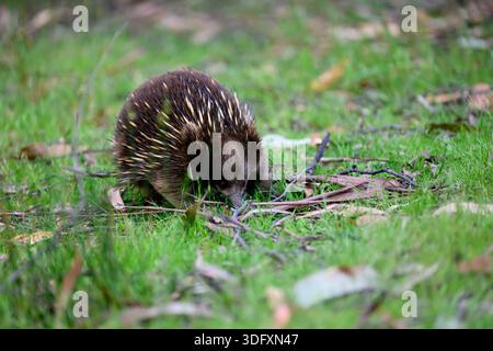 Un échidna à bec court (Tachyglossus aculeatus), également connu sous le nom d'échidna à nez court ou échidna commun à la recherche de nourriture en Australie. Banque D'Images