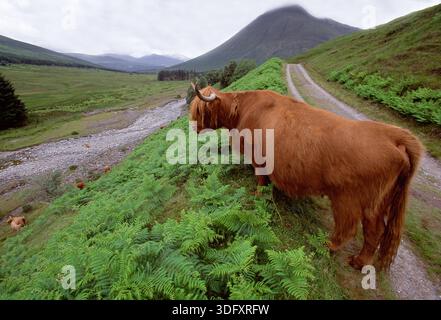 Femelle de vache Highland (Bos taurus) sur la piste de la West Highland Way au-dessus de Tyndrum, Lochaber, région des Highland, Écosse, juillet Banque D'Images