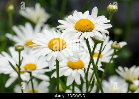 Leucanthemum × superbum Snowcap, Shasta Daisy Snowcap, vert foncé, denté, feuilles en forme de lance, fleurs blanches simples avec centres jaunes, Banque D'Images