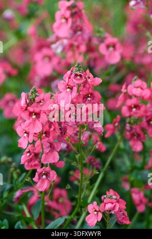 Diascia Monhop Pink, twinspur Monhop Pink, semi-traînant, ovales feuilles vert pâle, fleurs rose foncé sur tiges filaires Banque D'Images