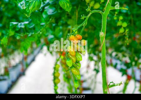 Des grappes de tomates à divers stades de maturité sont suspendues à des vignes vertes dans une serre hydroponique. La verdure luxuriante entoure les plantes, in Banque D'Images