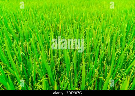 Épi de riz poussant dans la rizière asiatique. Banque D'Images