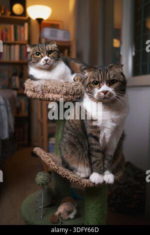 Deux chats mignons frères et sœurs posant pour une photo de famille Banque D'Images