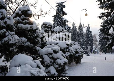 Les couvertures de neige des arbres dans un parc calme pendant les heures sereines du matin d'hiver. Banque D'Images