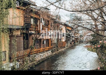 Les maisons traditionnelles japonaises en bois bordent le paisible canal de Shirakawa avec des cerisiers en fleurs à Shinbashi dori, Kyoto, Japon Banque D'Images
