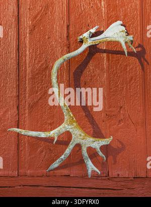 Vieux bois de renne sur un vieux mur de cabine en bois rouge en Norvège, Hjerkinn, Noorwegen Banque D'Images