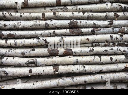 Arrière-plan de l'ancien de grumes de bouleau Banque D'Images