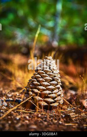 Pomme de pin sur le sol de la forêt avec herbe floue et fond vert ensoleillé Banque D'Images