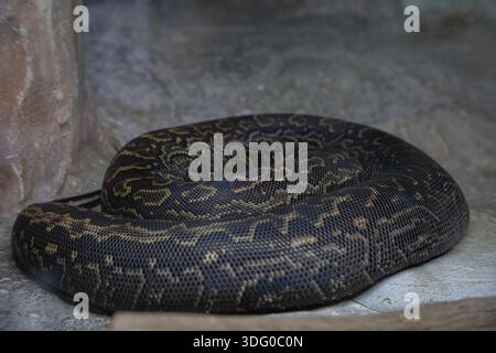 Serpent python se reposant enroulé dans son habitat Banque D'Images