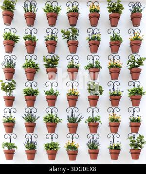 Arrière-plan de pots de fleurs, accroché au mur Banque D'Images