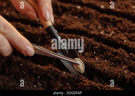 Agriculteur tenant des graines de citrouille avec des pinces plantant dans le sol en rangées, agrobusiness prospère, gros plan. Banque D'Images
