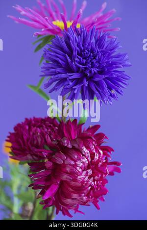 Image en gros plan des fleurs d'Aster sur fond violet. Faible profondeur de champ Banque D'Images