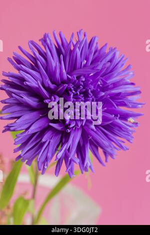 Image en gros plan de la fleur Aster sur fond rose. Faible profondeur de champ Banque D'Images