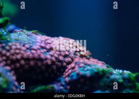 Photo macro de délicats polypes de corail rose fleurissant sur un récif, entouré de vie marine dans un écosystème sous-marin. Banque D'Images